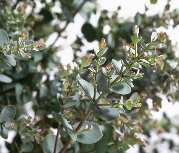 Eukalyptus, Stämmchen