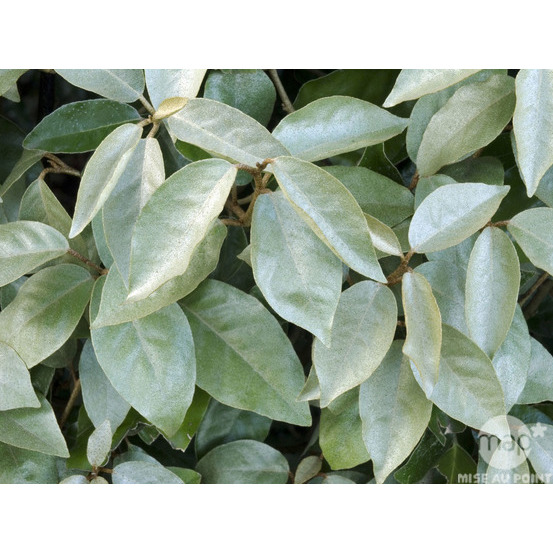 Elaeagnus x ebbingei : ctr 3 litres
