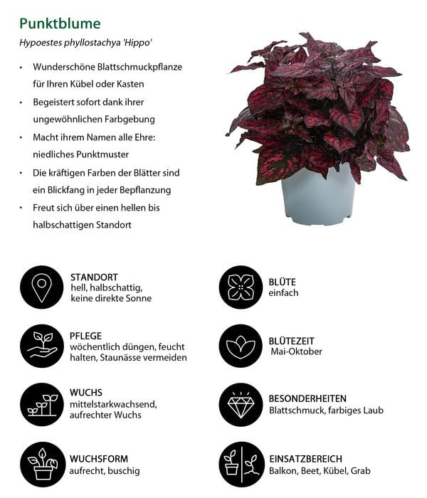 Beet- & Balkonpflanzen-Set Sommerzauber,