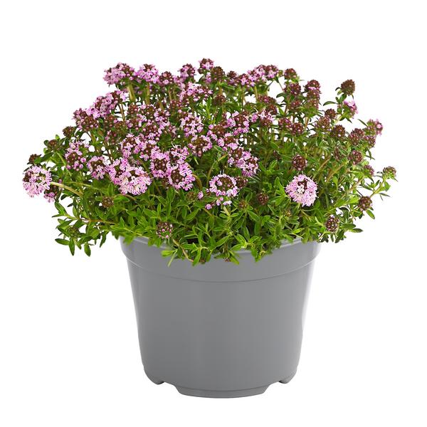 Dehner Gourmet Garten Bergbohnenkraut