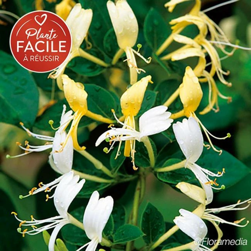 Chèvrefeuille du japon 'dart's acumen' - lonicera japonica 3l