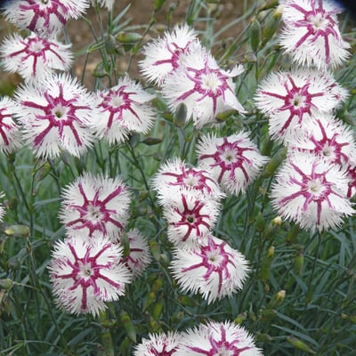Blumensamen Historische Nelken