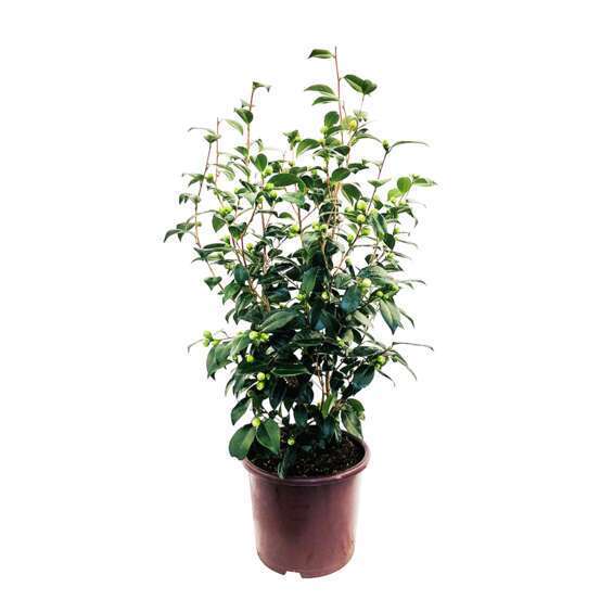 Camellia japonica : H 70/80 cm, ctr 15 Litres