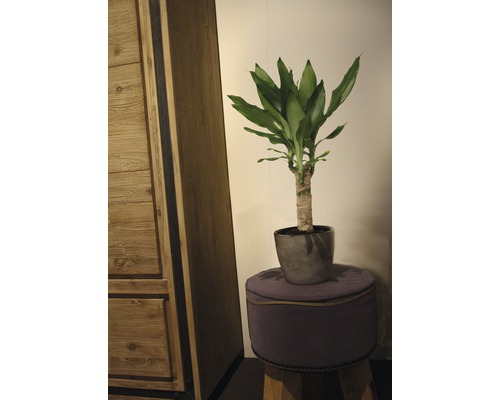Drakenboom FloraSelf Dracaena fragrans 'Steudneri Green' H 40-50 cm Ø 11 cm pot