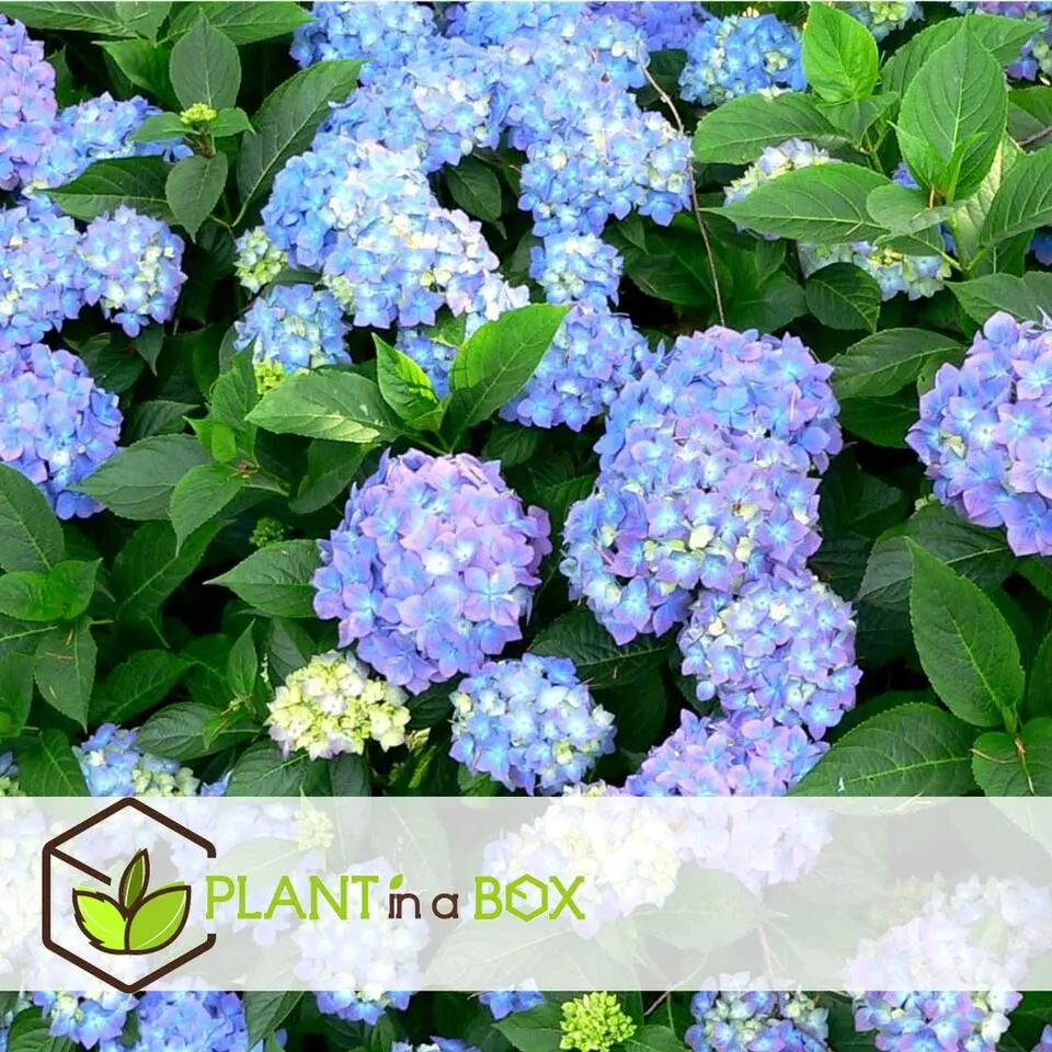 Bolhortensia - Set van 3 - Hydrangea 'Early Blue' - Hoogte 25-40cm - ⌀9cm