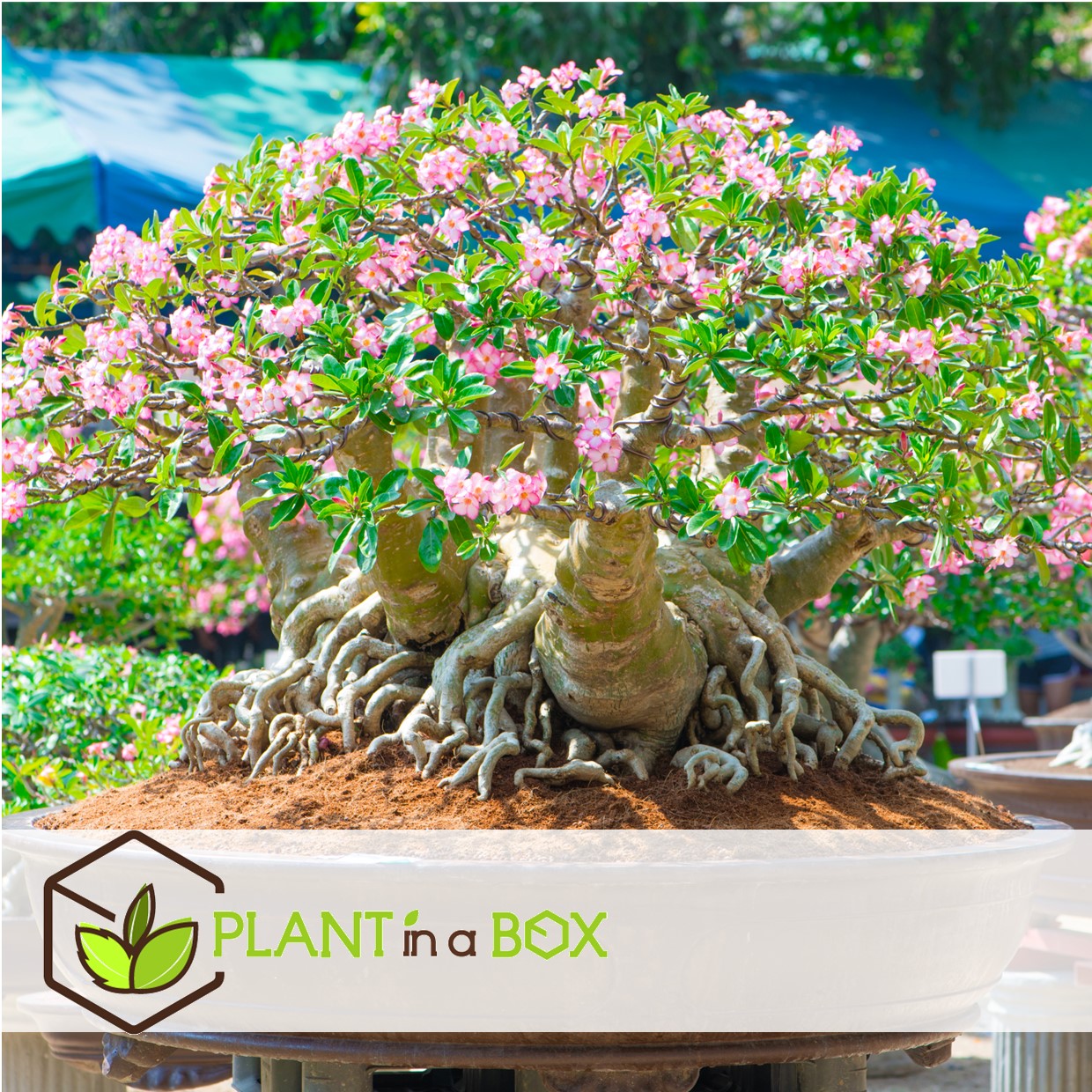 Adenium obesum - set de 2 - roses du désert - pot 10.5cm - hauteur 25-40cm