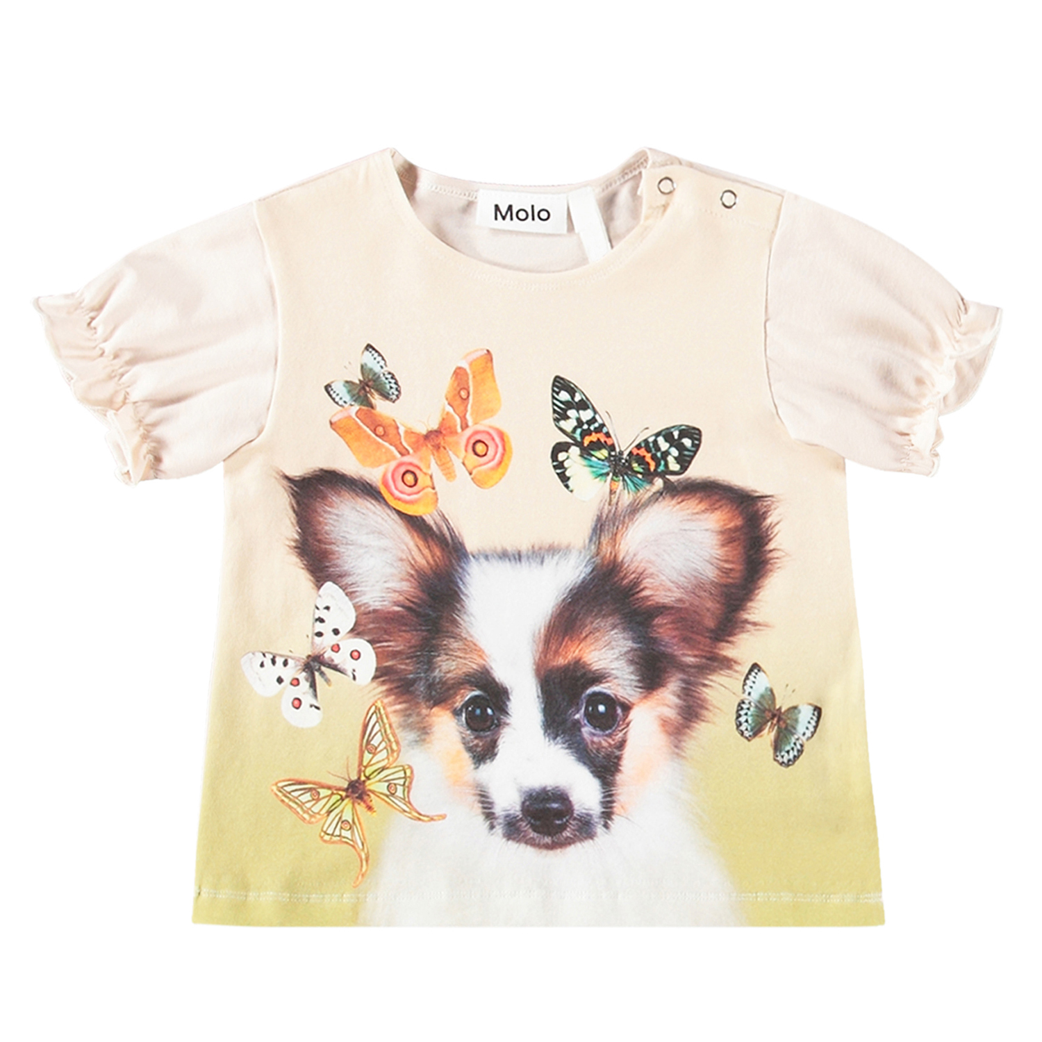 Eline - Papillon Puppy