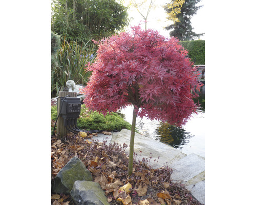 Japanse esdoorn Acer palmatum 'Shaina' H 50-60 cm Co 3 L