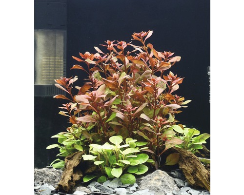 Ludwigie Rubin - Ludwigia repens 'Rubin'