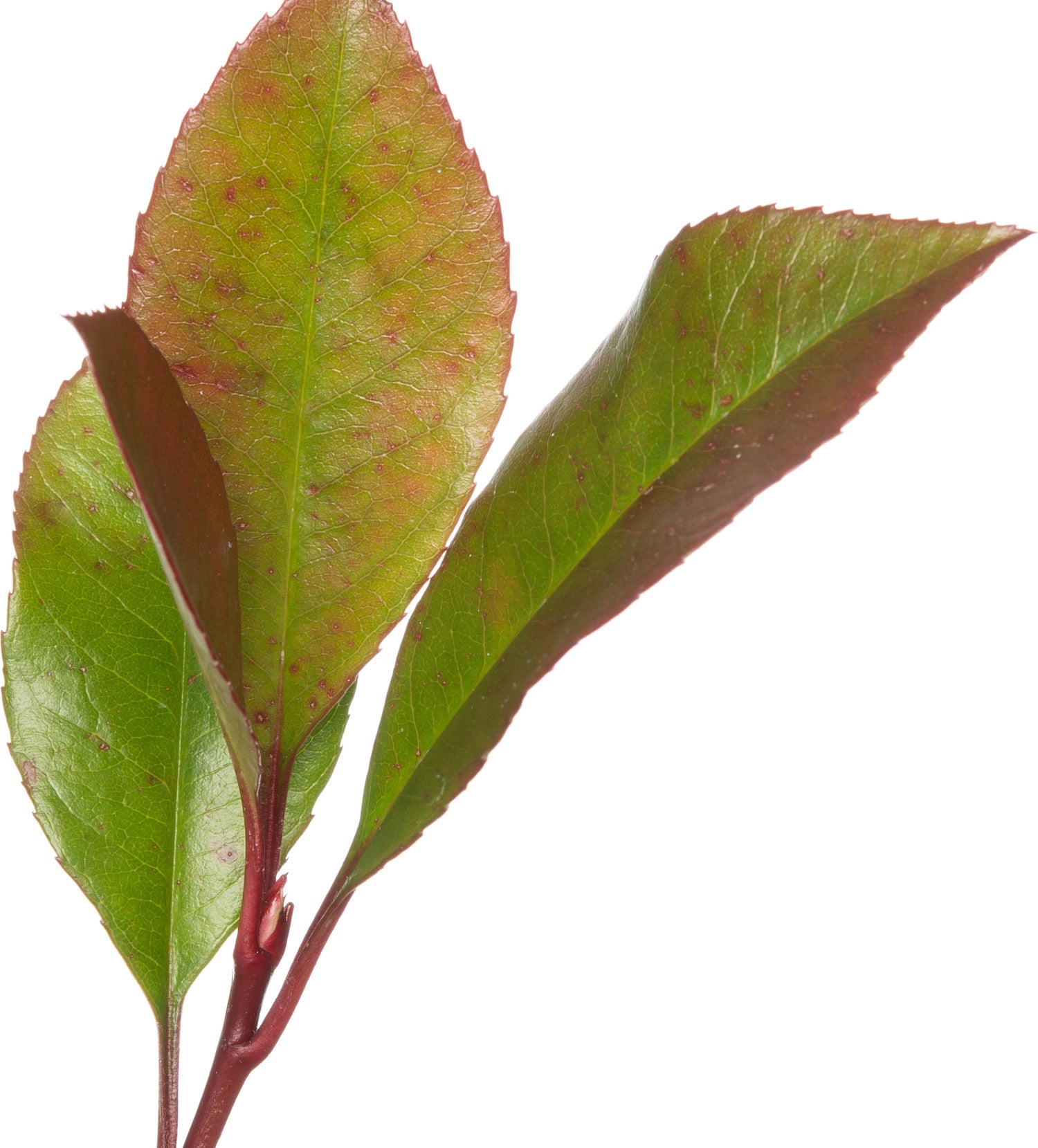 Photinia (Photinia Fraseri Red Robin)