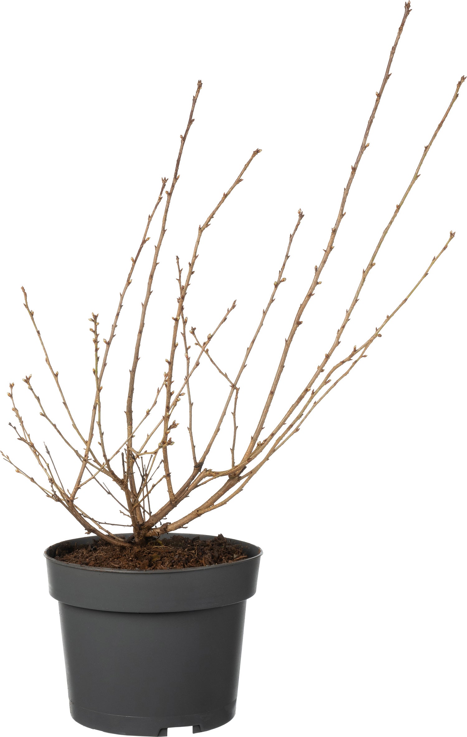 Fujikers (Prunus incisa 'Paean') D 19 H 40 cm