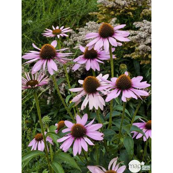 Rudbeckie pourpre : godet vert