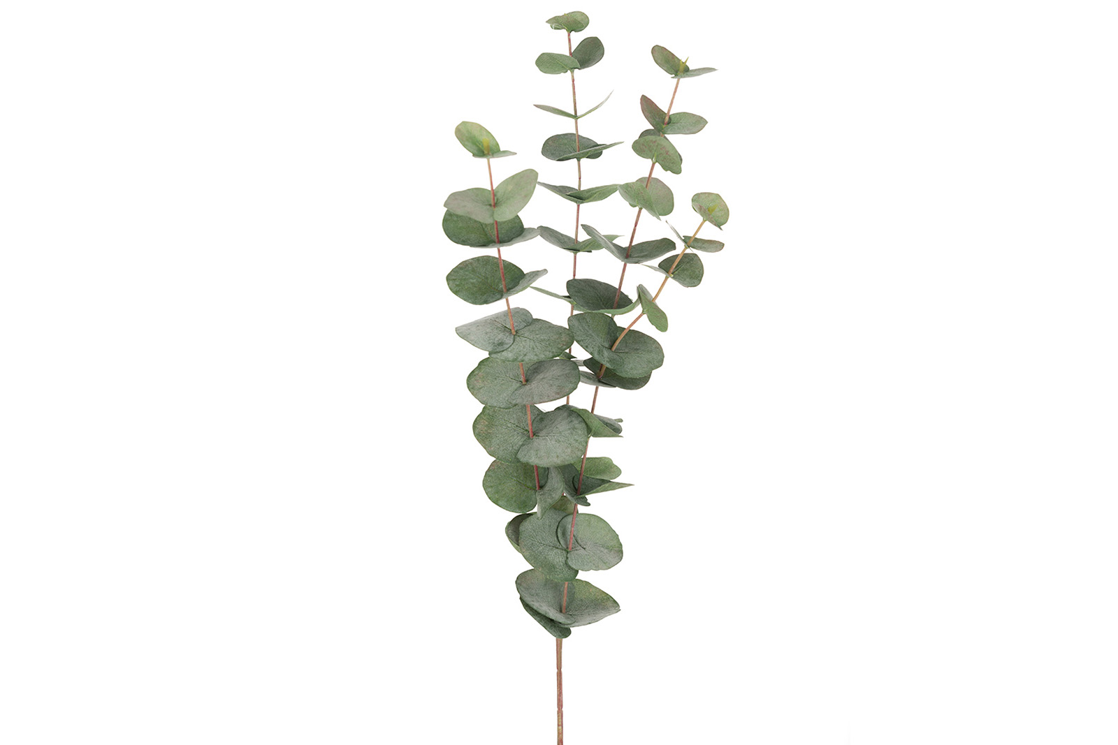 Eucalyptus kvist Grønn. H48 cm