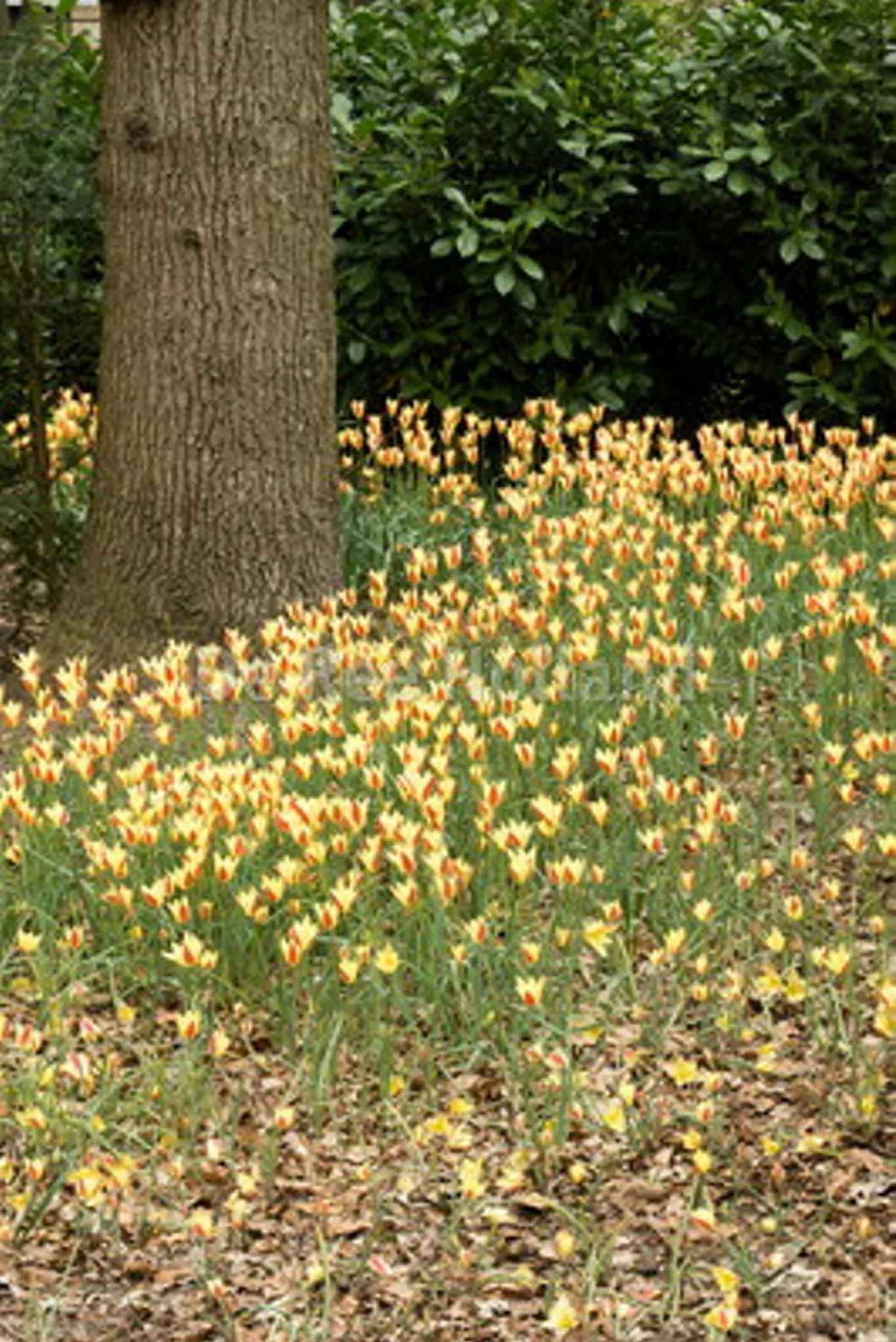 Tulipa clusiana f. diniae Tulipa clusiana var chrysantha BIO