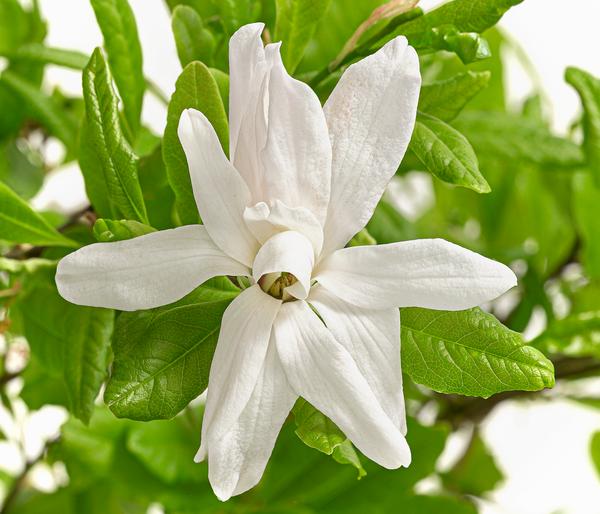 Stern-Magnolie