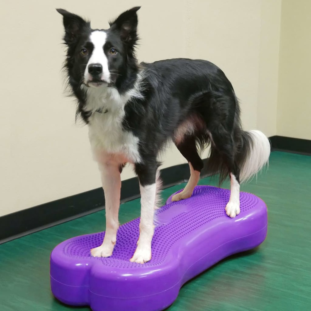 Plate-forme d'équilibre d'animaux giant k9fitbone pvc violet