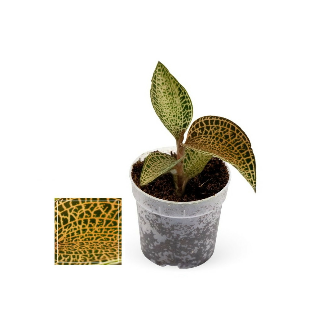 Jewel orchid - ludisia topaz - mini orchidée terrestre à feuilles fantaisies - pot 6cm
