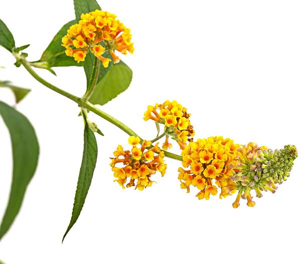 Gelber Sommerflieder