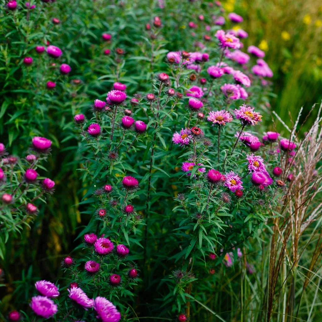 Symphyotrichum novi-belgii (Oktoberaster-Gruppen) 'Jenny' Buskaster  'Jenny' Ø11 cm