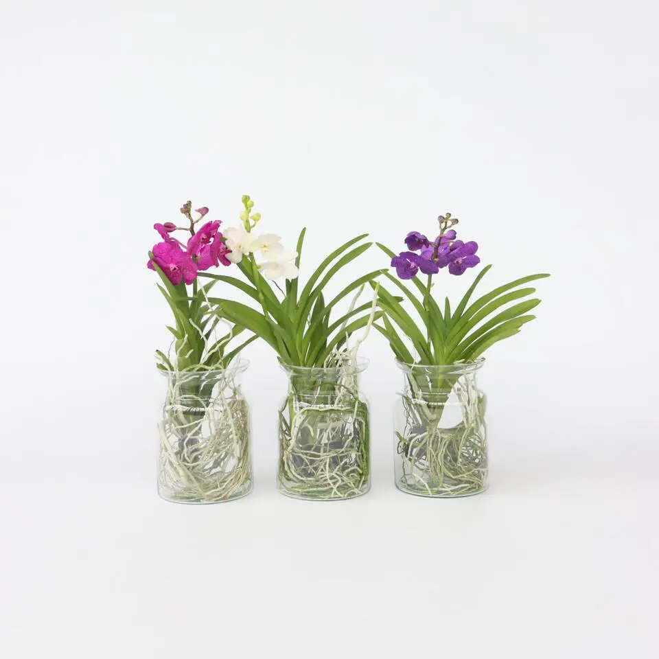 Blauwe orchidee - Vanda 'Blue' - Hoogte 40-50cm - ⌀14cm
