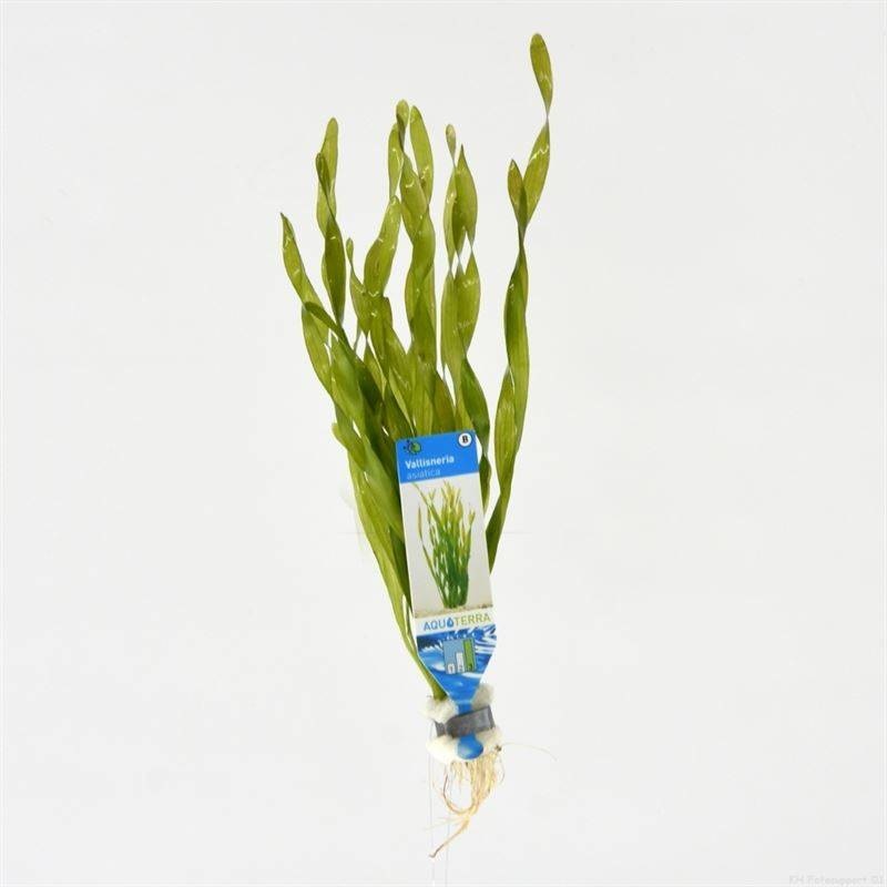 AquastoreXL Plantenpakket Large 3 | Aquariumplanten