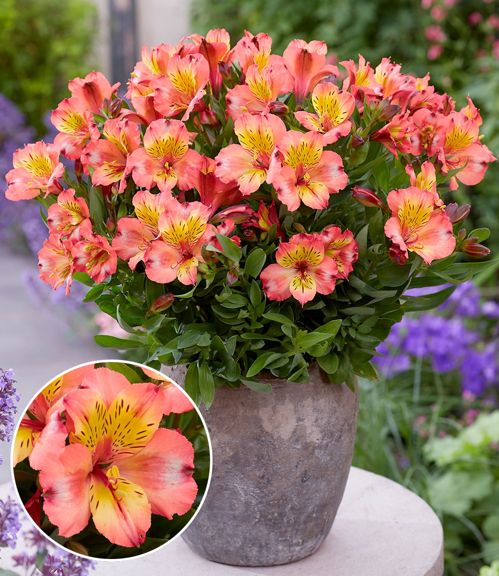 Winterharte Alstromeria Incalys® 'Salmon', im 12 cm XL-Topf