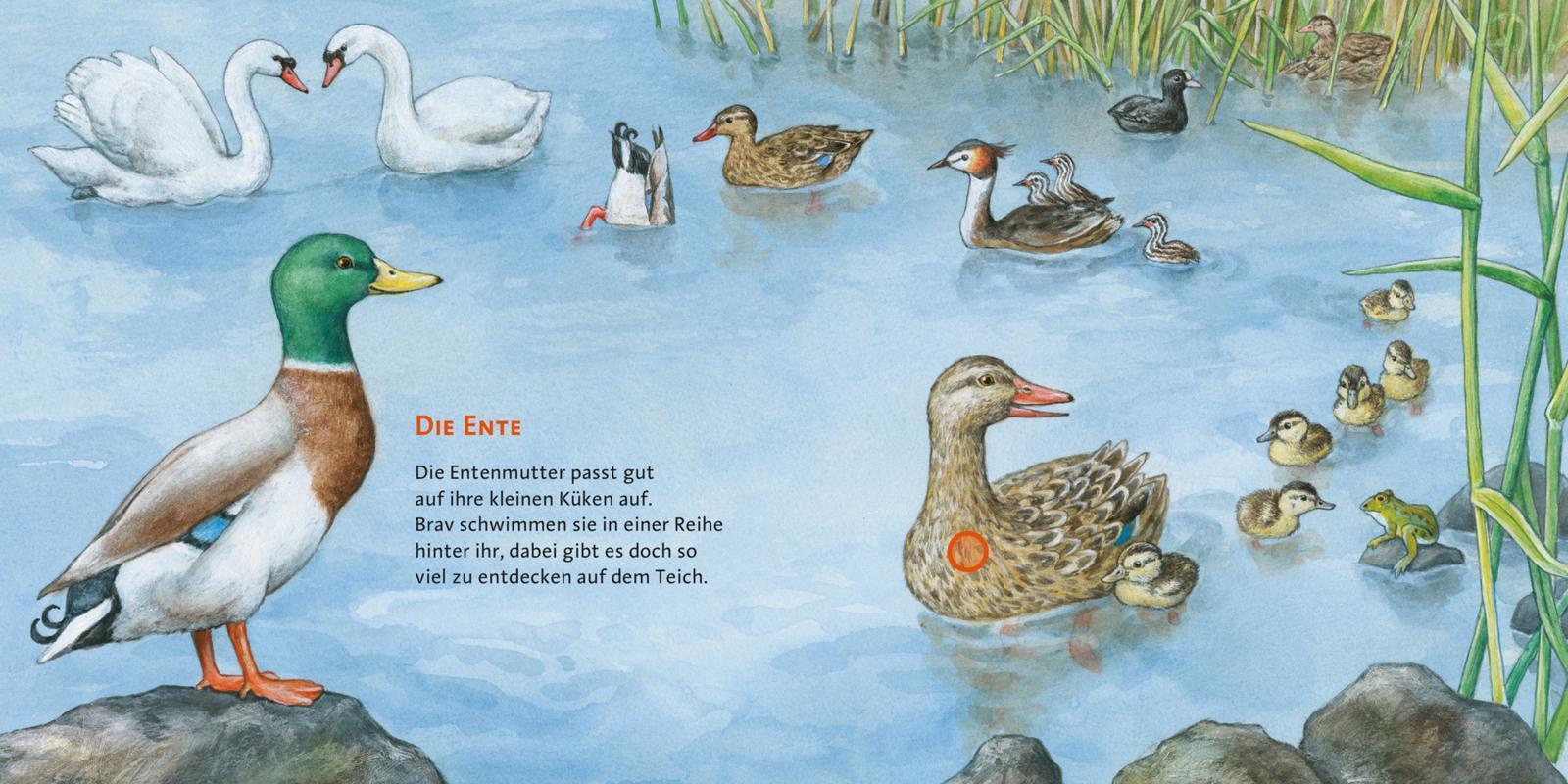 Unsere Vögel / Hör mal Bd.4