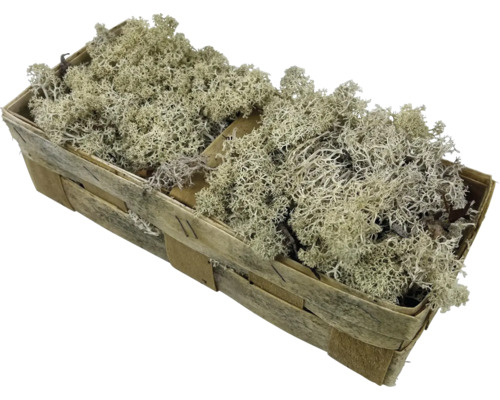 Ijslands mos chipmand 36x15 cm echt mos wit mos voor decoratie