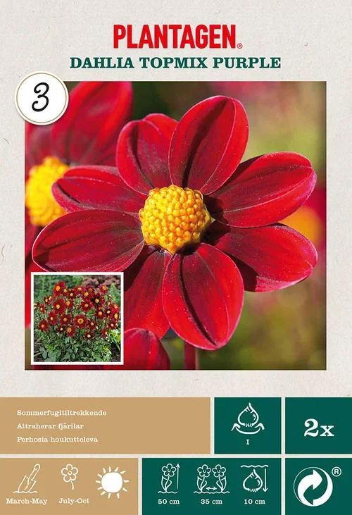Dahlia Georgine 'Topmix Purple’ 2 pk