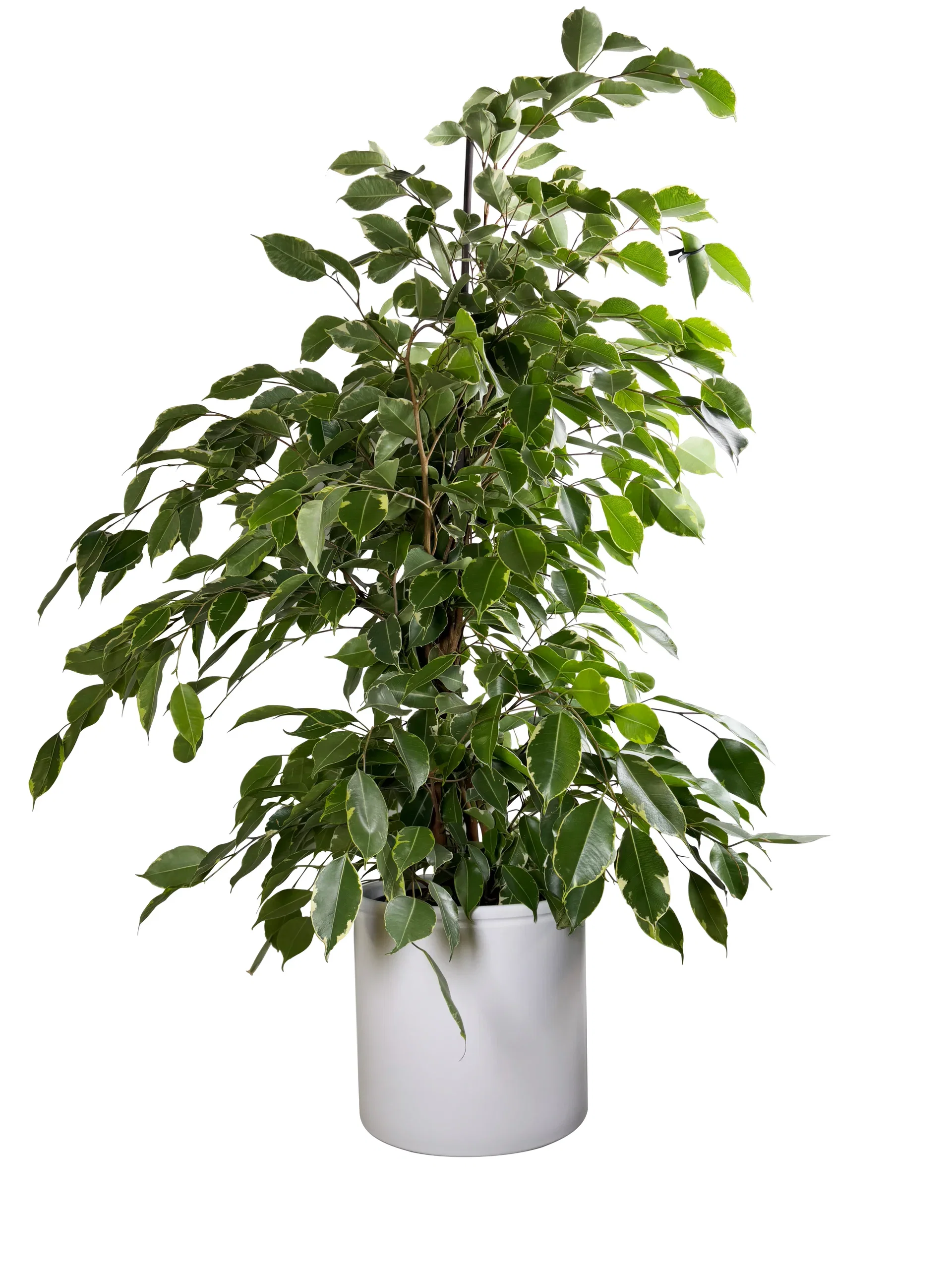 Ficus benjamina 'Golden King' Bjørkefiken 'Golden King' Høyde 115 cm