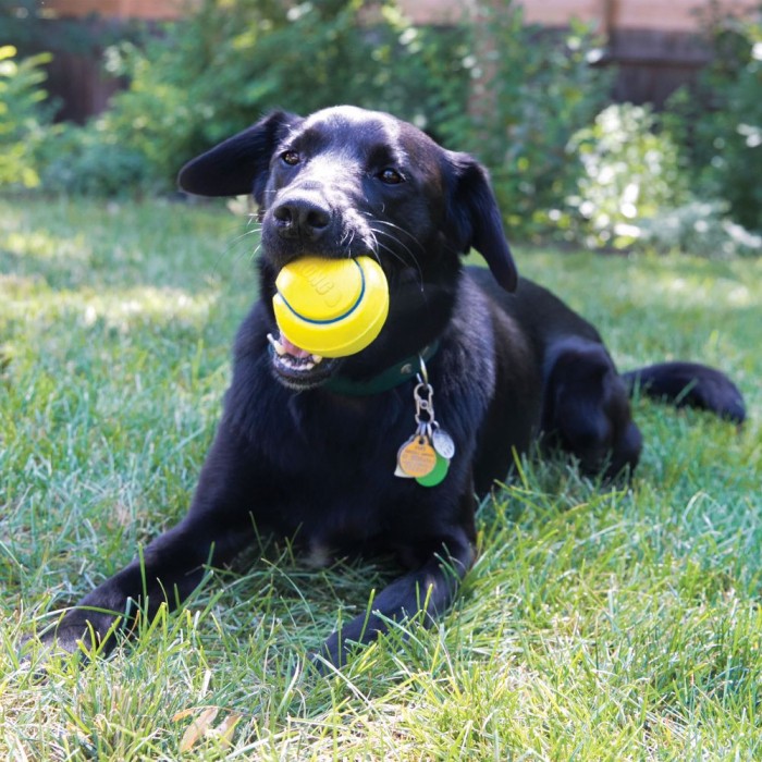 Balle Squeezz Tennis KONG