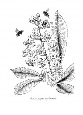 The Good Bee: A Celebration of Bees And How to Save Them (Hardback)