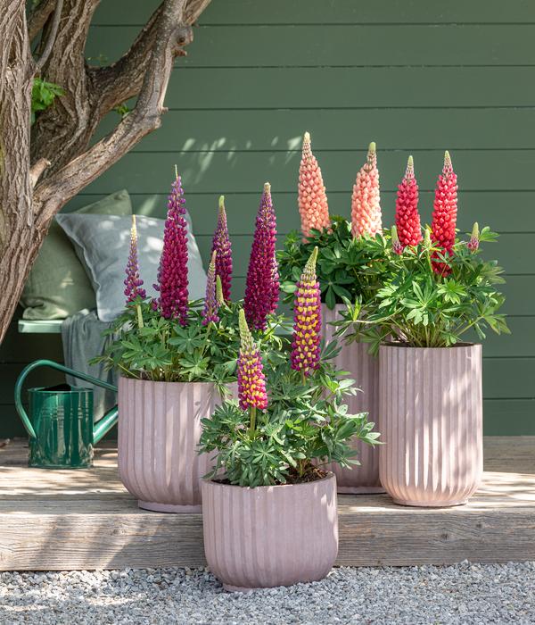 Lupine, verschiedene Sorten