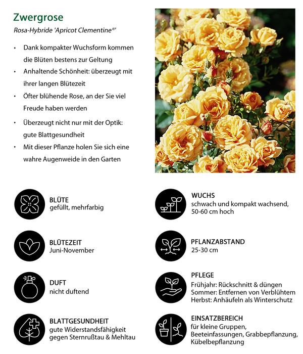 Zwergrose 'Apricot Clementine®'