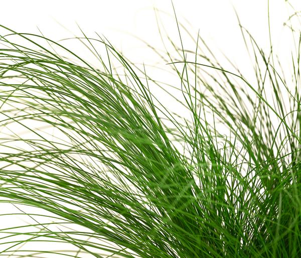 Federgras 'Pony Tails'