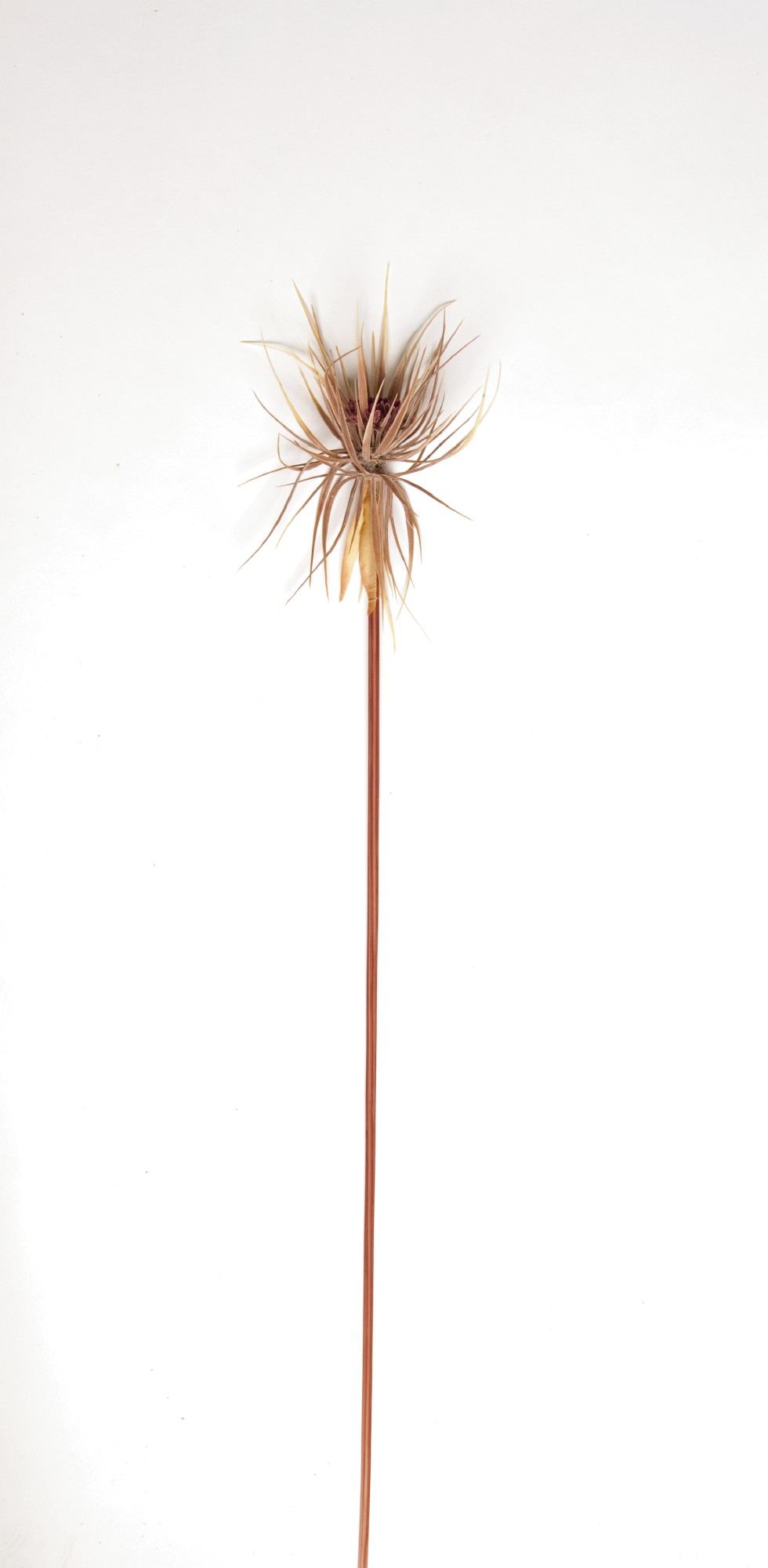 Kunstpflanze 'Papyrusgras' braun, H 120 cm von fischer's lagerhaus