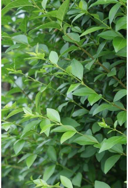 Ligusterhaag (Ligustrum ovalifolium) H 60-80 cm 10 stuks