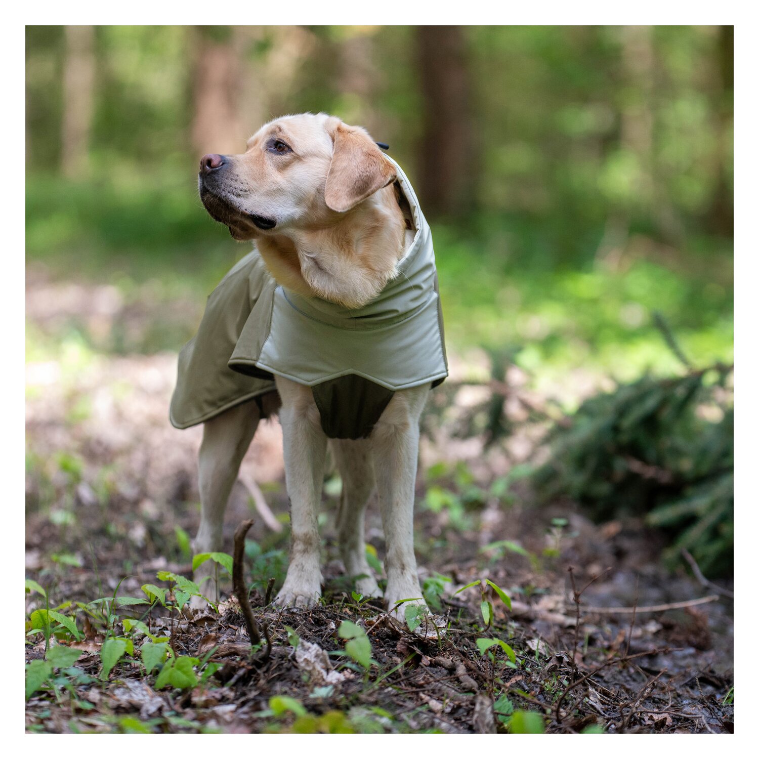pawberry Hunde-Wintermantel Random - smokey olive