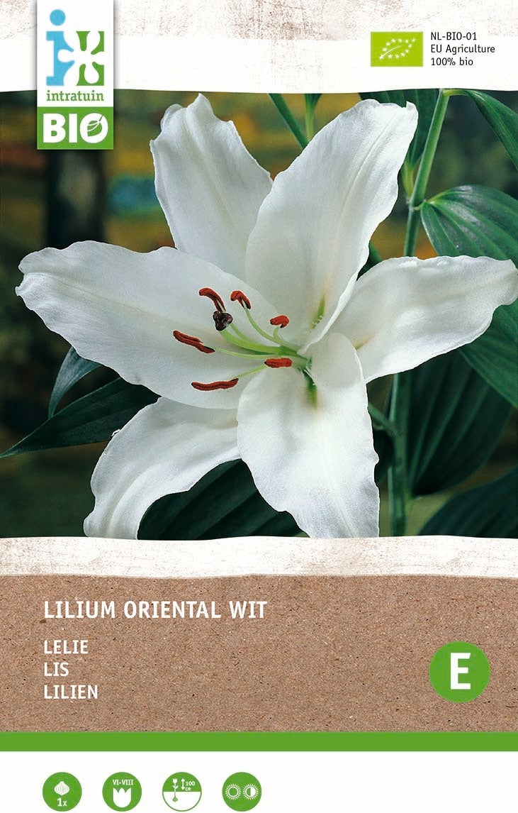 Intratuin biologische bloembollen Lelie (Lilium oriental) wit