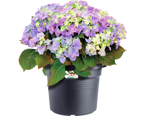 elho Green Basics Cilinder plantenpot, kunststof, Ø 54 cm, H 41 cm, zwart