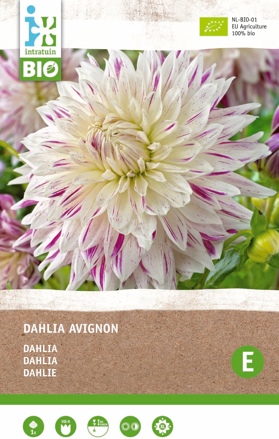 Intratuin Biologische Dahlia knol (Dahlia 'Avignon')
