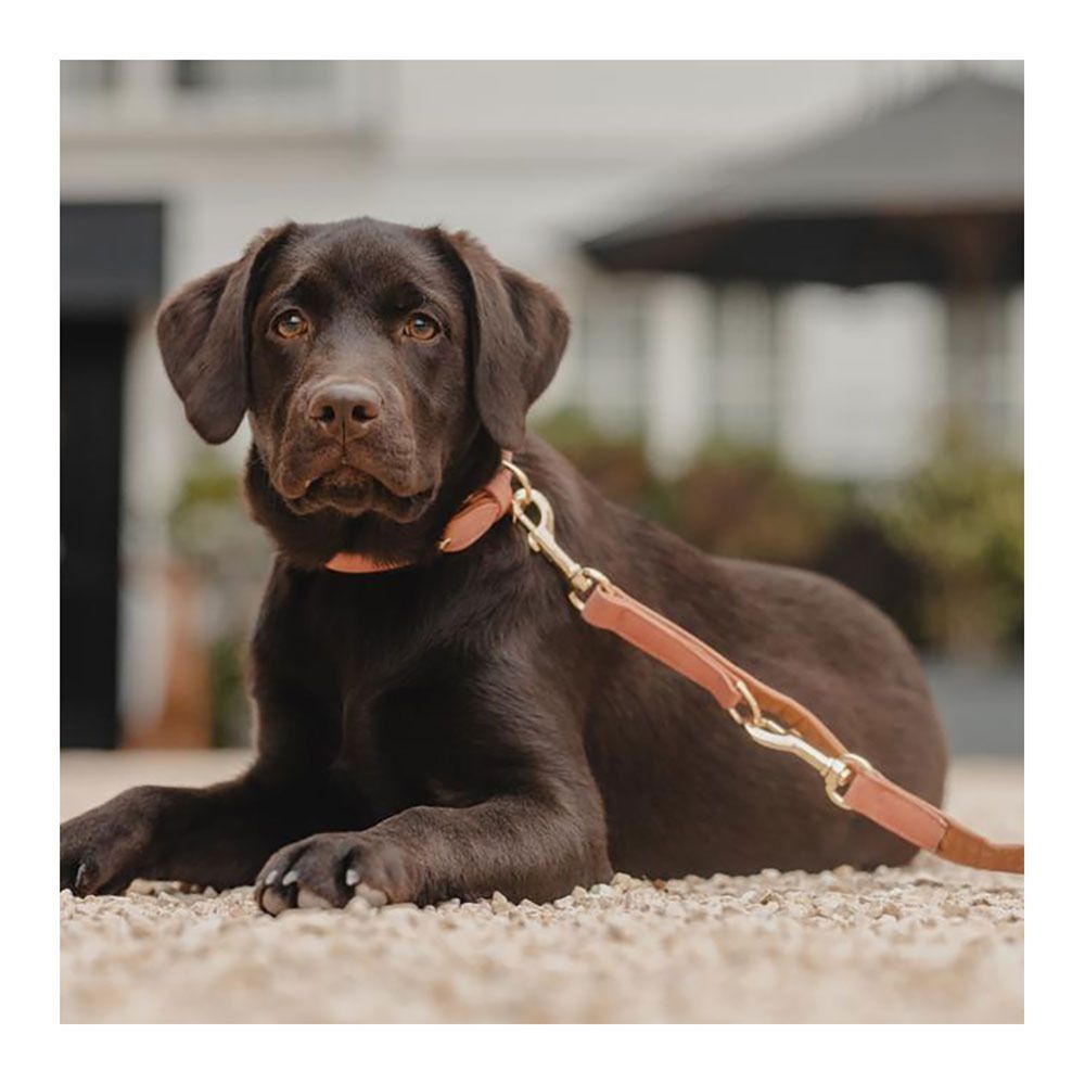 Kentucky CUIR VEGAN - Laisse pour chien peach/brown