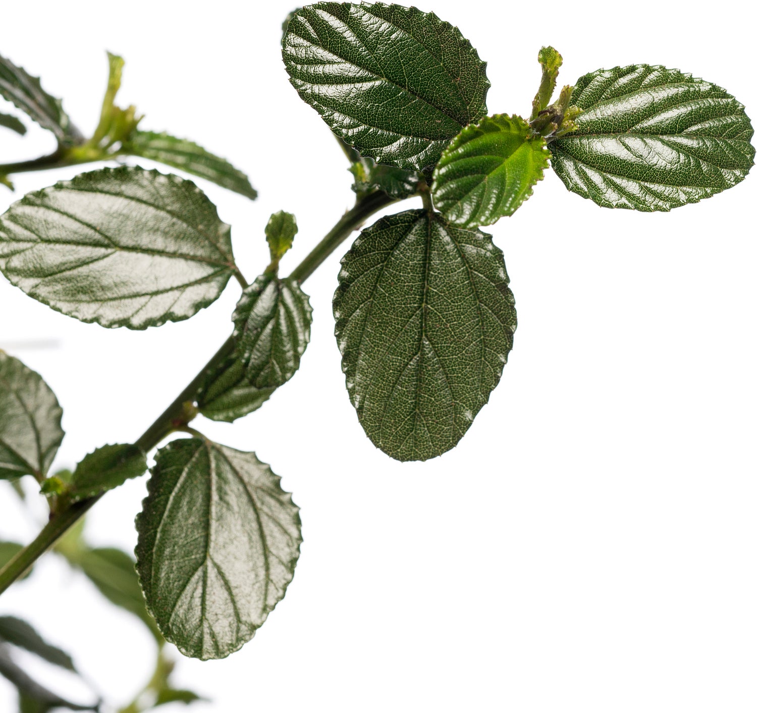 Amerikaanse sering (Ceanothus thyrsiflorus var. repens) D 23 cm