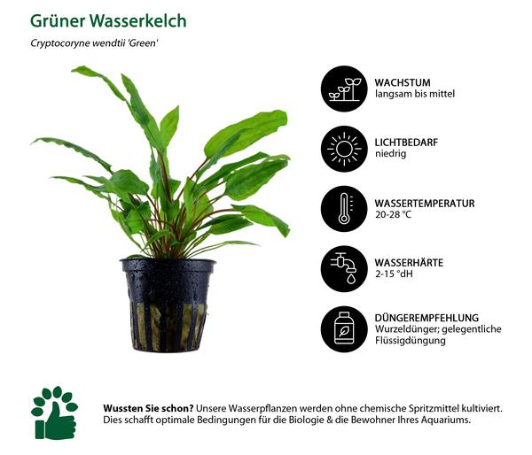 Dehner Aqua Aquarienpflanzen-Set Cryptocoryne
