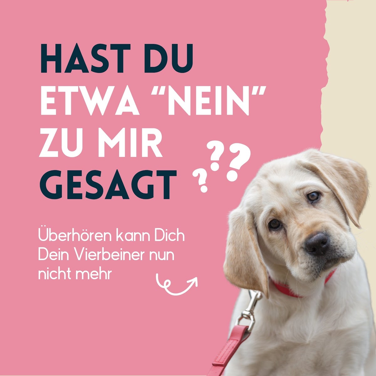 nimo® Oorreiniger • voor honden, katten en huisdieren met Aloë Vera en Panthenol