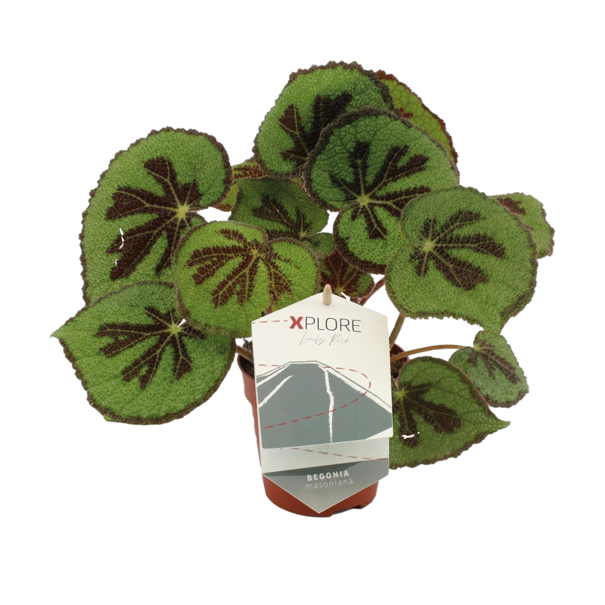Plante d'intérieur - begonia 'masoniana rock' 30.0cm