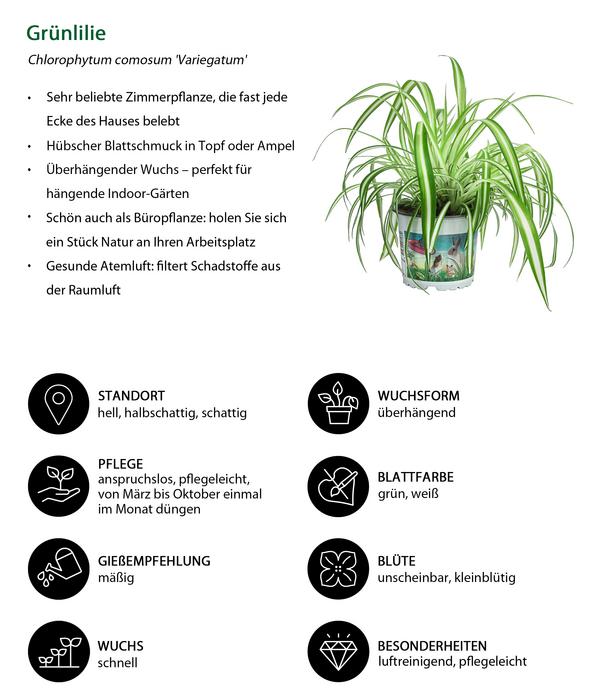 Zimmerpflanzen-Set Heimtierlieblinge, 3-teilig