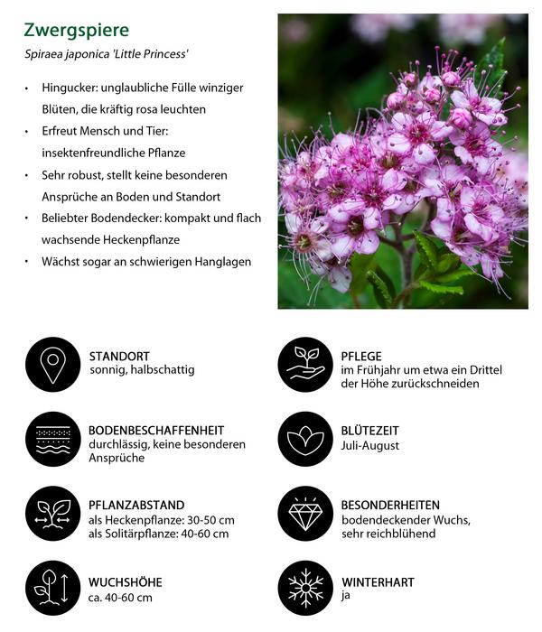 Blütenhecke Princess, 4-teilig