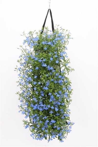 Wandhanger met Lobelia (Lobelia erinus) H 50 cm