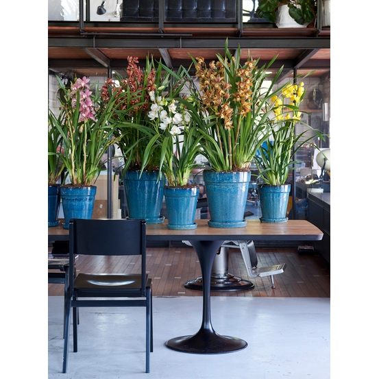 Orchidée CYMBIDIUM PADDY 3 TIGES D12 H60